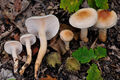 Hygrophorus lindtneri